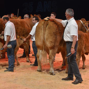 Ring-vaches-laitiéres-Sommet-de-lelevage-2016-247